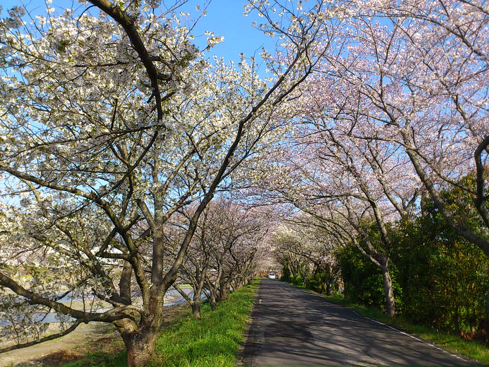 瀬戸川の桜